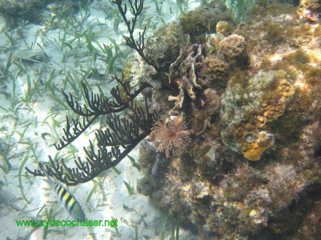 098: Carnival Conquest, Nov 17, 2011, Roatan, Victor Bodden Tour, Snorkeling, 