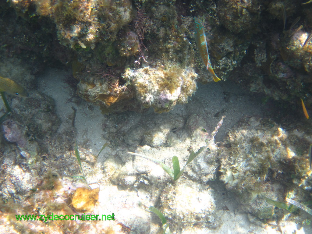 100: Carnival Conquest, Nov 17, 2011, Roatan, Victor Bodden Tour, Snorkeling, 