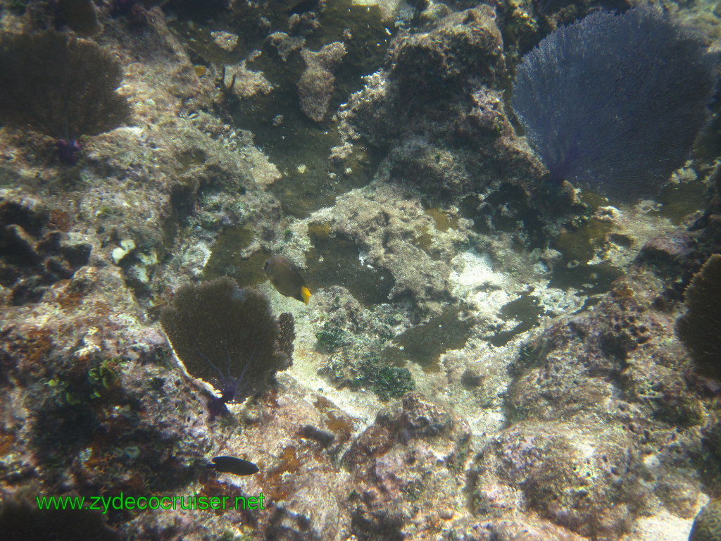 110: Carnival Conquest, Nov 17, 2011, Roatan, Victor Bodden Tour, Snorkeling, 