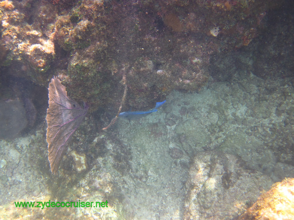 125: Carnival Conquest, Nov 17, 2011, Roatan, Victor Bodden Tour, Snorkeling, 