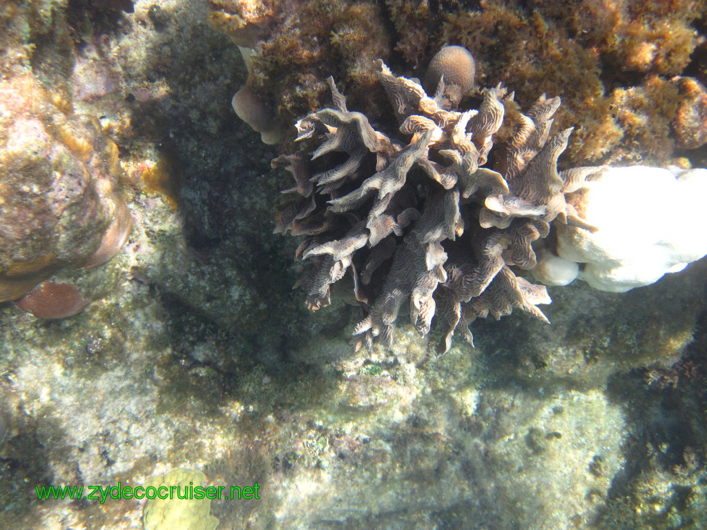 127: Carnival Conquest, Nov 17, 2011, Roatan, Victor Bodden Tour, Snorkeling, 