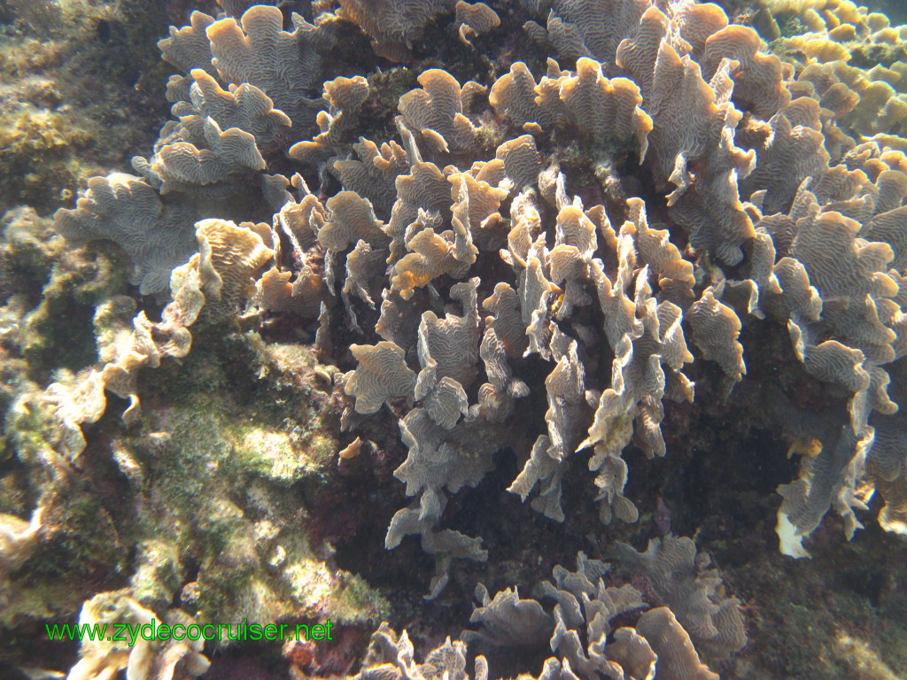 130: Carnival Conquest, Nov 17, 2011, Roatan, Victor Bodden Tour, Snorkeling, 