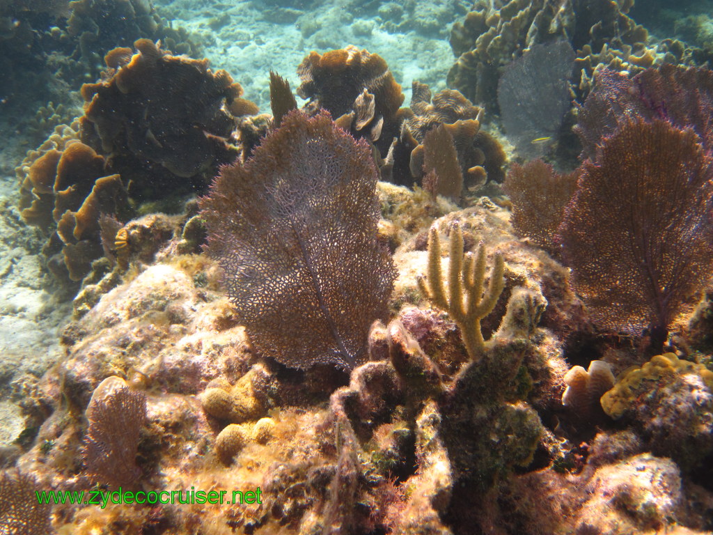 137: Carnival Conquest, Nov 17, 2011, Roatan, Victor Bodden Tour, Snorkeling, 