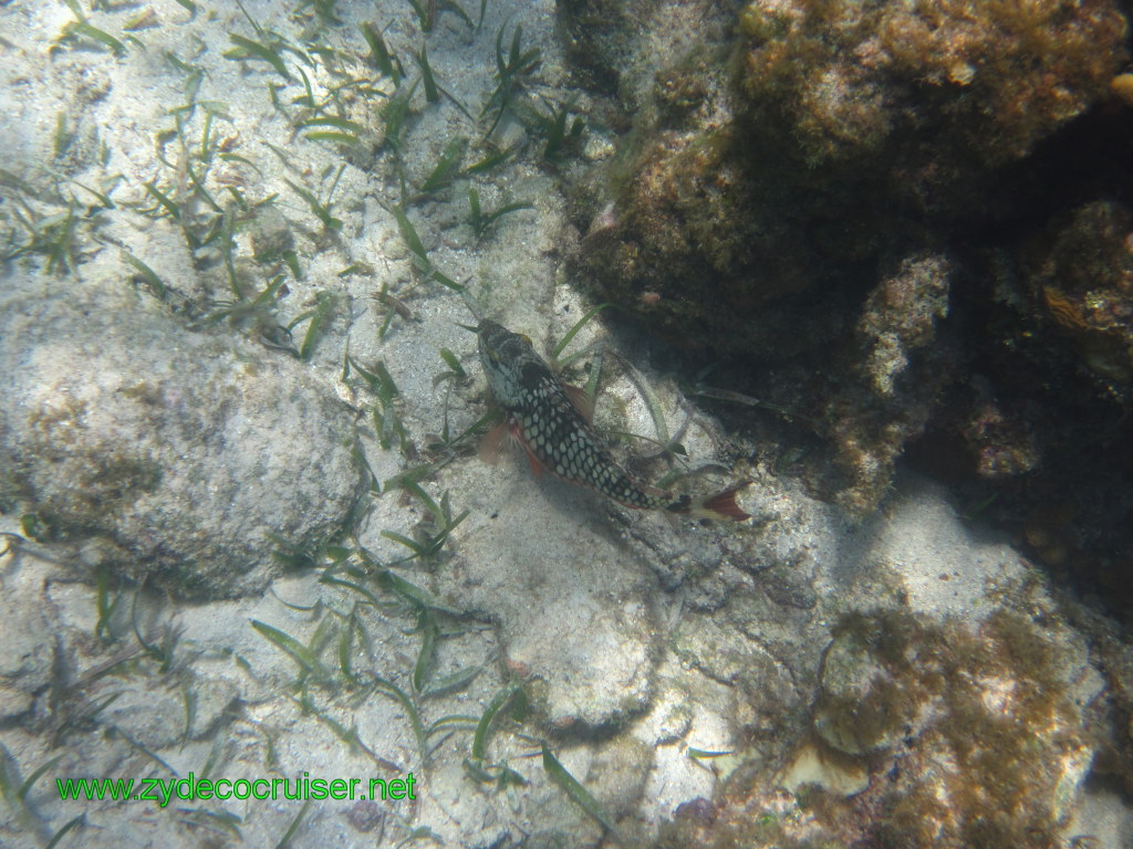 151: Carnival Conquest, Nov 17, 2011, Roatan, Victor Bodden Tour, Snorkeling, 