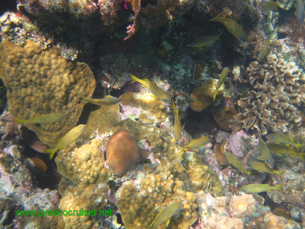 156: Carnival Conquest, Nov 17, 2011, Roatan, Victor Bodden Tour, Snorkeling, 