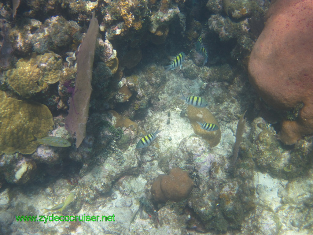 157: Carnival Conquest, Nov 17, 2011, Roatan, Victor Bodden Tour, Snorkeling, 