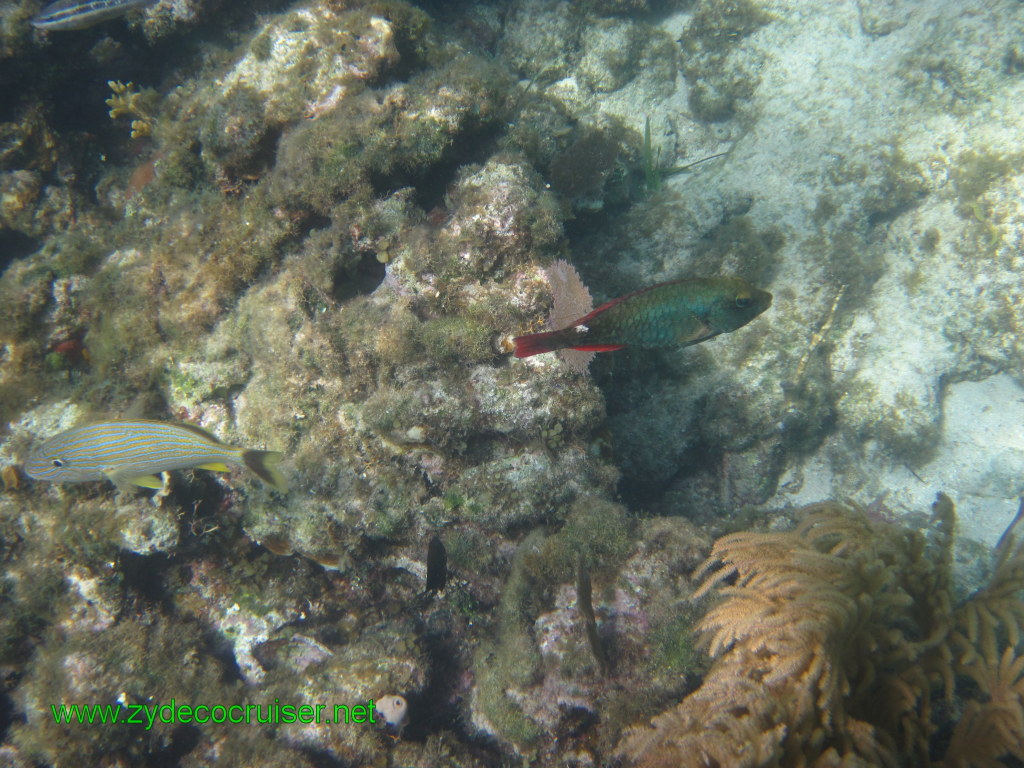 158: Carnival Conquest, Nov 17, 2011, Roatan, Victor Bodden Tour, Snorkeling, 