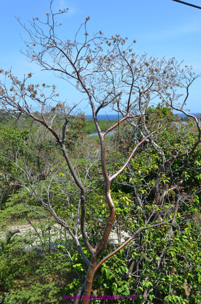 177: Carnival Conquest Cruise, Roatan, 