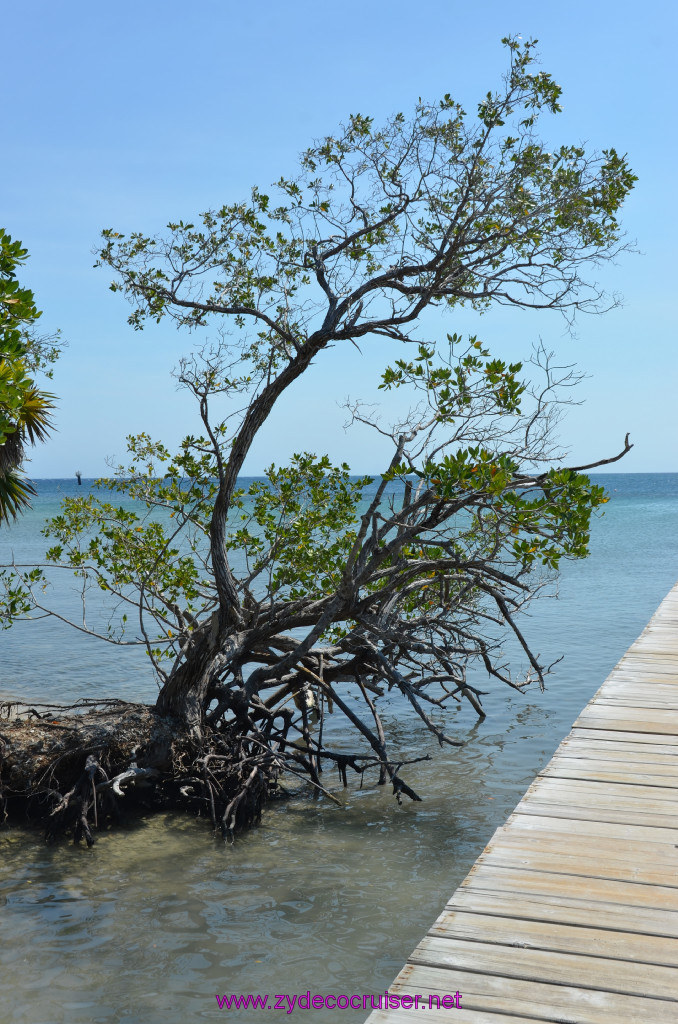 235: Carnival Conquest Cruise, Roatan, 