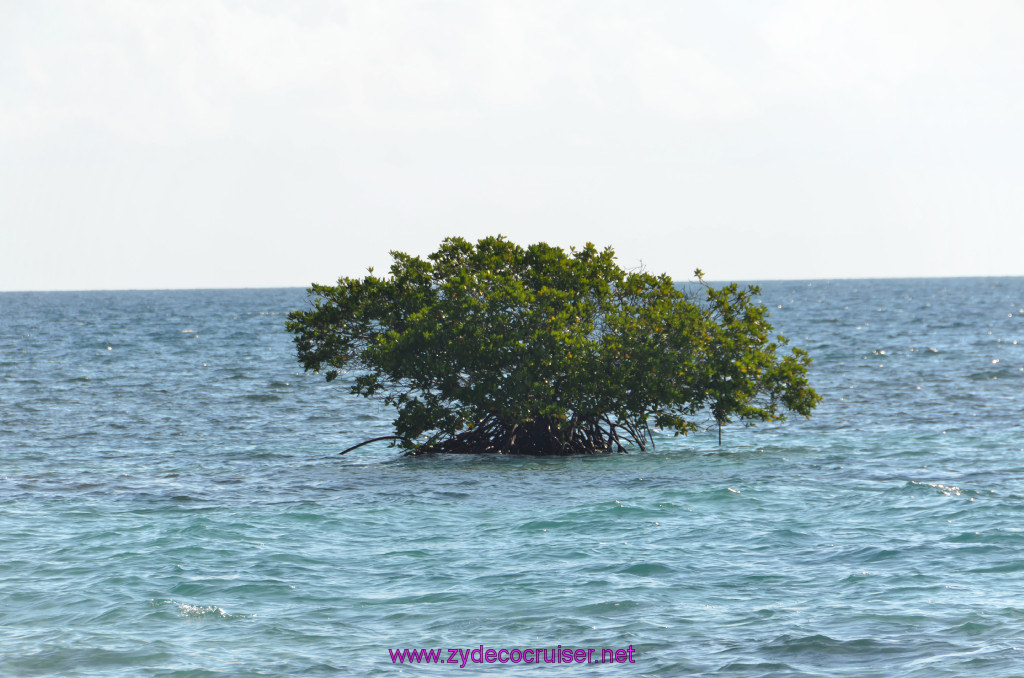 035: Carnival Conquest Cruise, Belize, Sergeant's Cay Snorkel