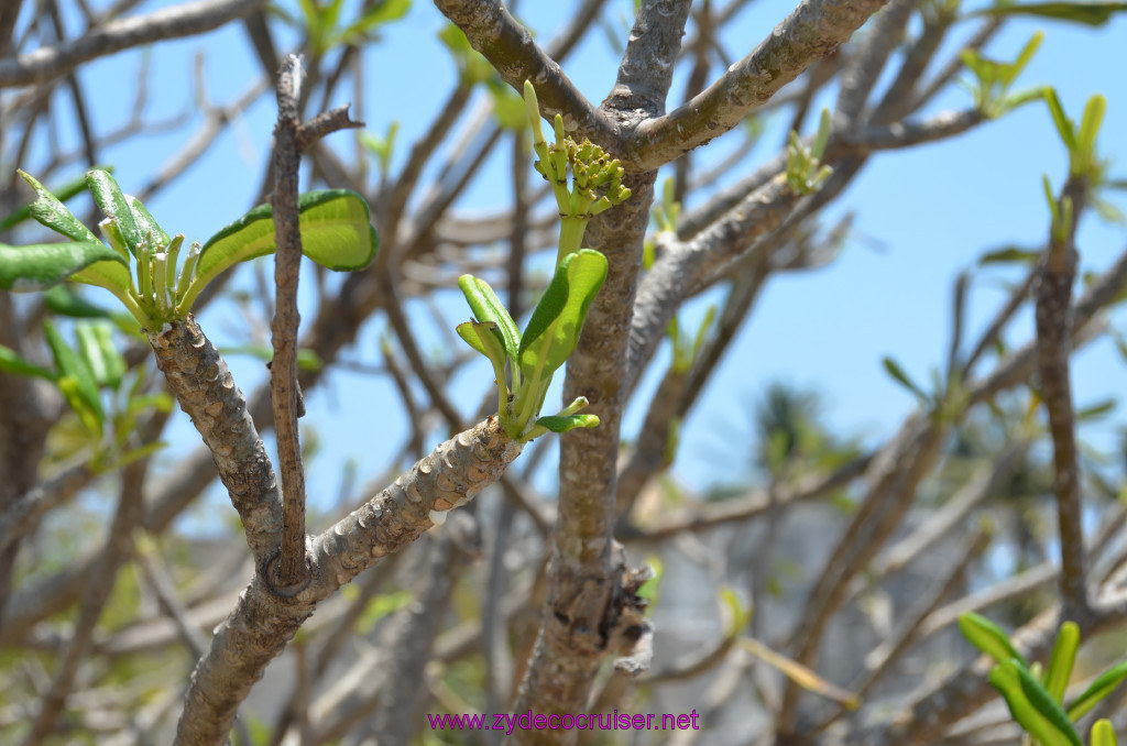 124: Carnival Conquest Cruise, 2013, Cozumel, Tulum, 