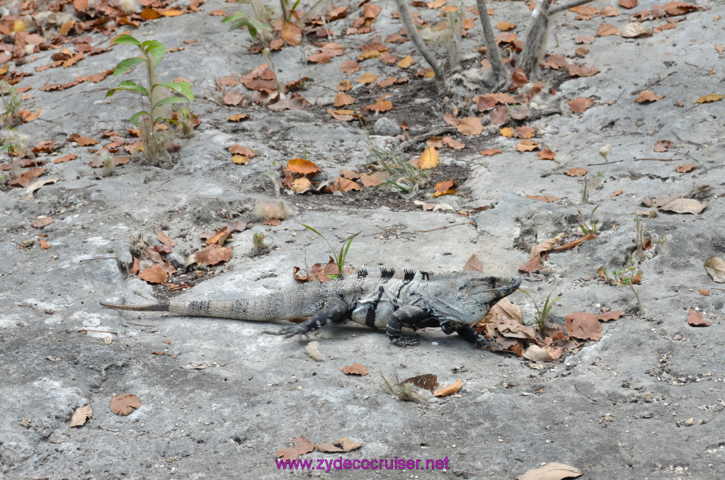 244: Carnival Conquest Cruise, 2013, Cozumel, Tulum, 