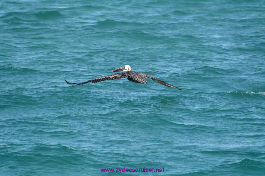 224: Carnival Dream Reposition Cruise, Aruba, Jolly Pirates, Afternoon Aruba Snorkeling, Pelican, 