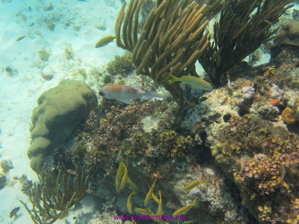 084: Carnival Dream Reposition Cruise, Grand Cayman, Native Way Rays, Reef, and Rum Point Tour, Coral Gardens, 