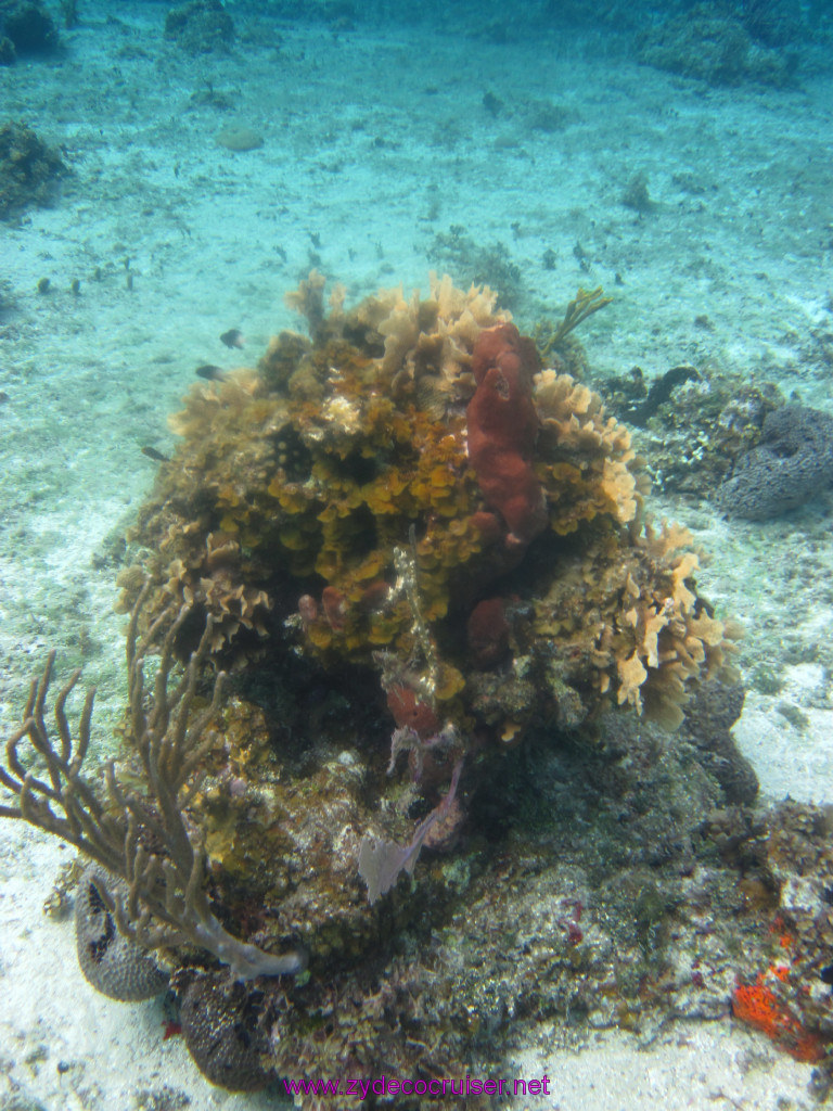 041: Carnival Elation Cruise, Cozumel, Two Reef Snorkeling by Boat, 