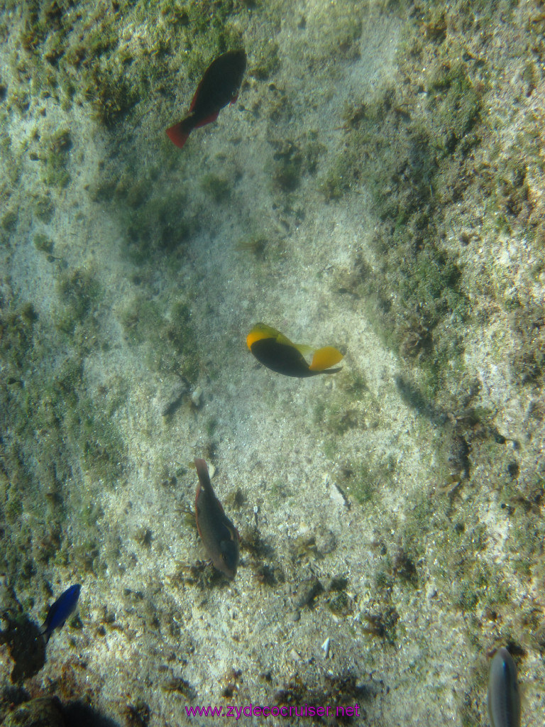 053: Carnival Elation Cruise, Cozumel, Two Reef Snorkeling by Boat, 