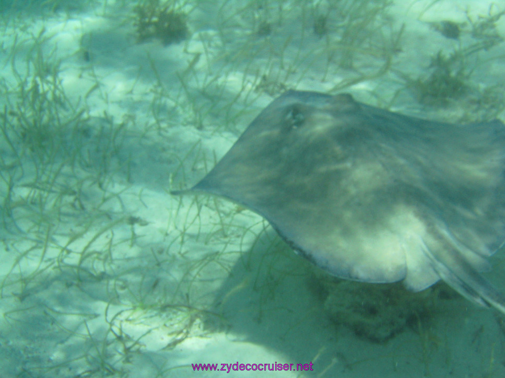 212: Carnival Elation 2004 Cruise, Belize, Shark Ray Alley and Caye Caulker, 