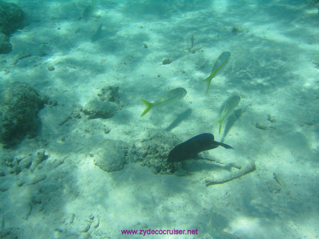 227: Carnival Elation 2004 Cruise, Belize, Shark Ray Alley and Caye Caulker, 