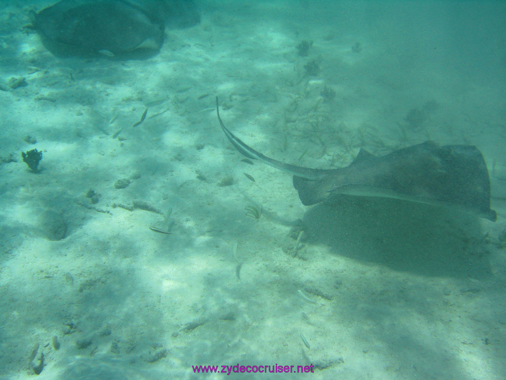 232: Carnival Elation 2004 Cruise, Belize, Shark Ray Alley and Caye Caulker, 