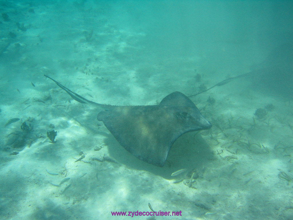 233: Carnival Elation 2004 Cruise, Belize, Shark Ray Alley and Caye Caulker, 