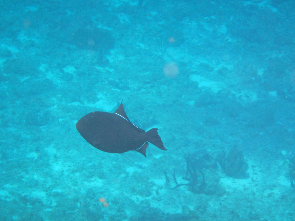 012: Carnival Elation Cruise, Cozumel, Deluxe Beach Catamaran Sail and Snorkel,