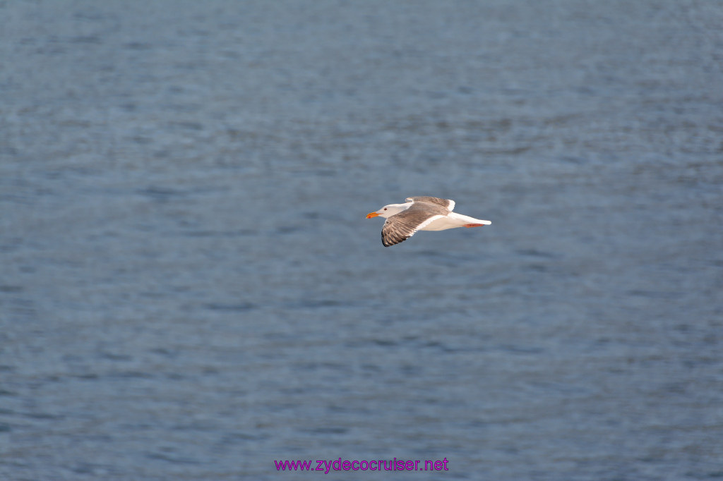 381: Carnival Imagination, Catalina, Seagull, 