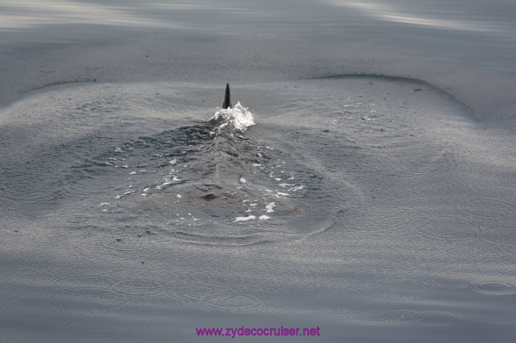 072: Carnival Inspiration, Catalina Island, Coastal Wild Dolphin Adventure, 