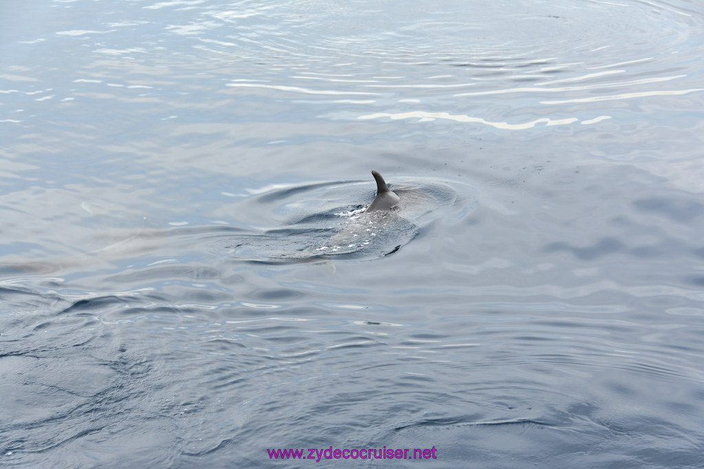 085: Carnival Inspiration, Catalina Island, Coastal Wild Dolphin Adventure, 