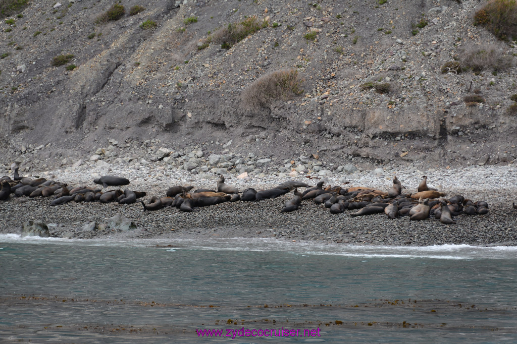 292: Carnival Inspiration, Catalina Island, Coastal Wild Dolphin Adventure, 