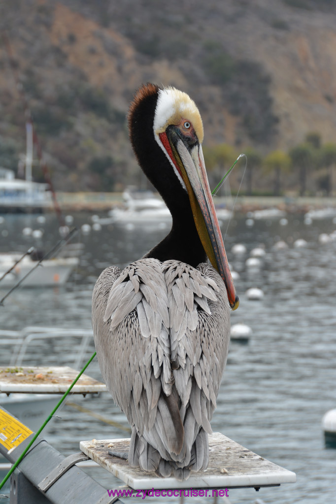 325: Carnival Inspiration, Catalina Island, Pelican