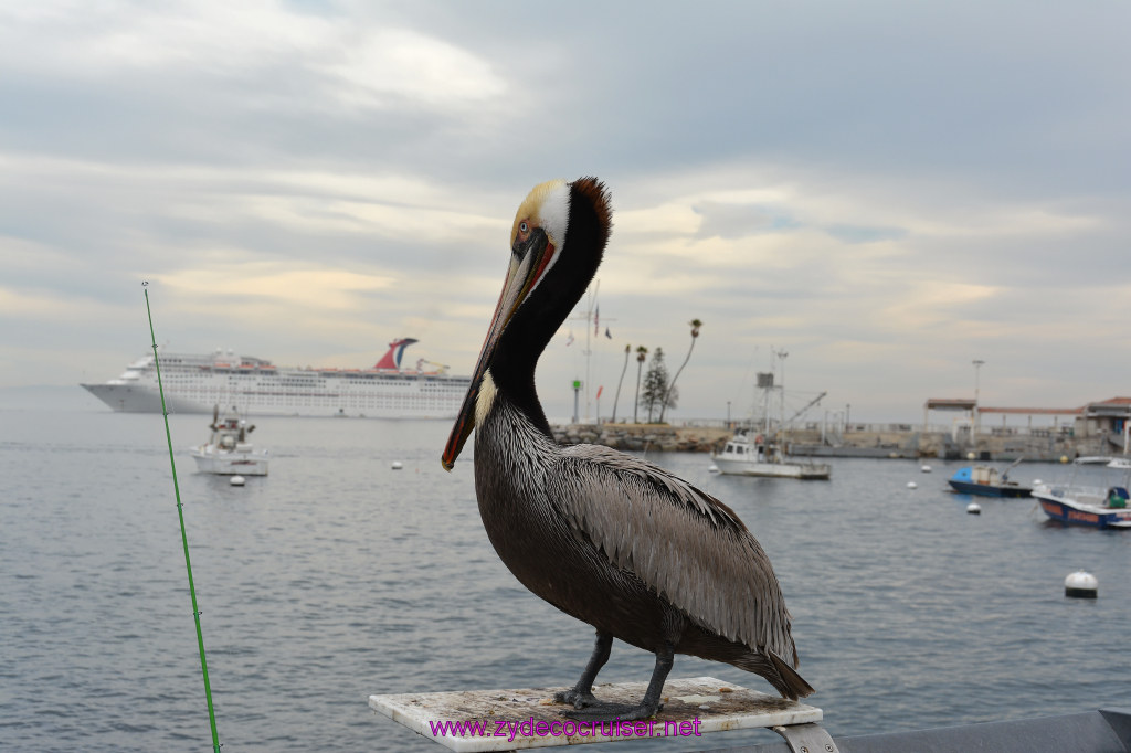 327: Carnival Inspiration, Catalina Island, Pelican