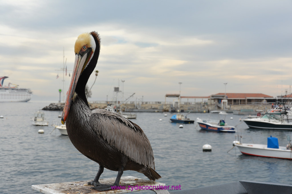 329: Carnival Inspiration, Catalina Island, Pelican