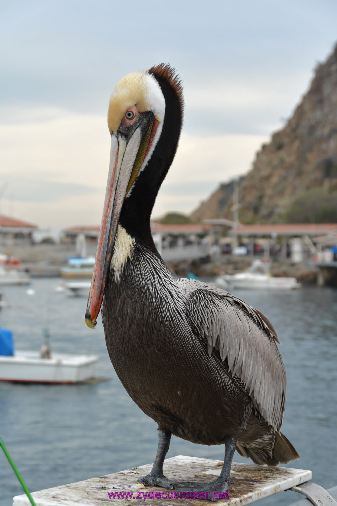 333: Carnival Inspiration, Catalina Island, Pelican