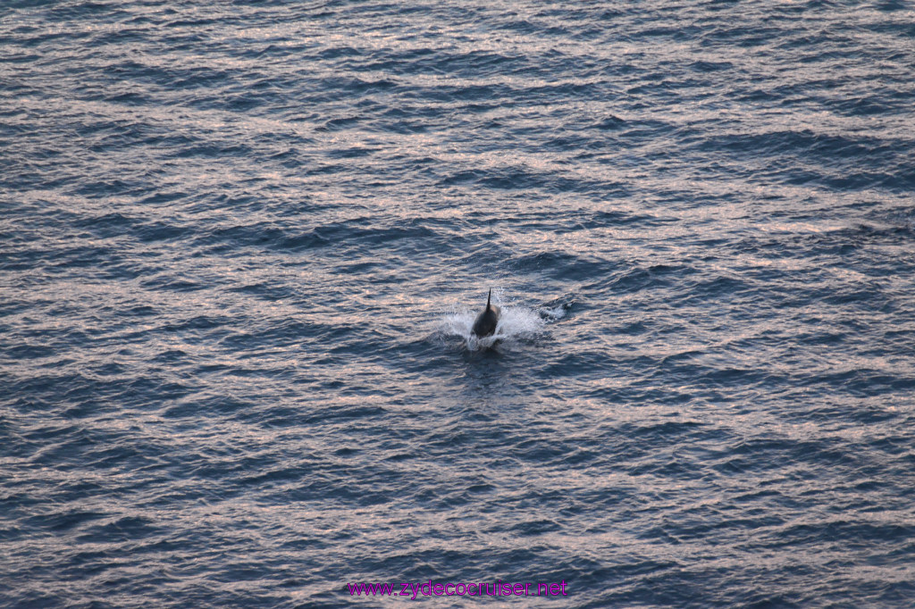 346: Carnival Inspiration, Catalina Island, Wild Dolphins Playing as we sailed away, 