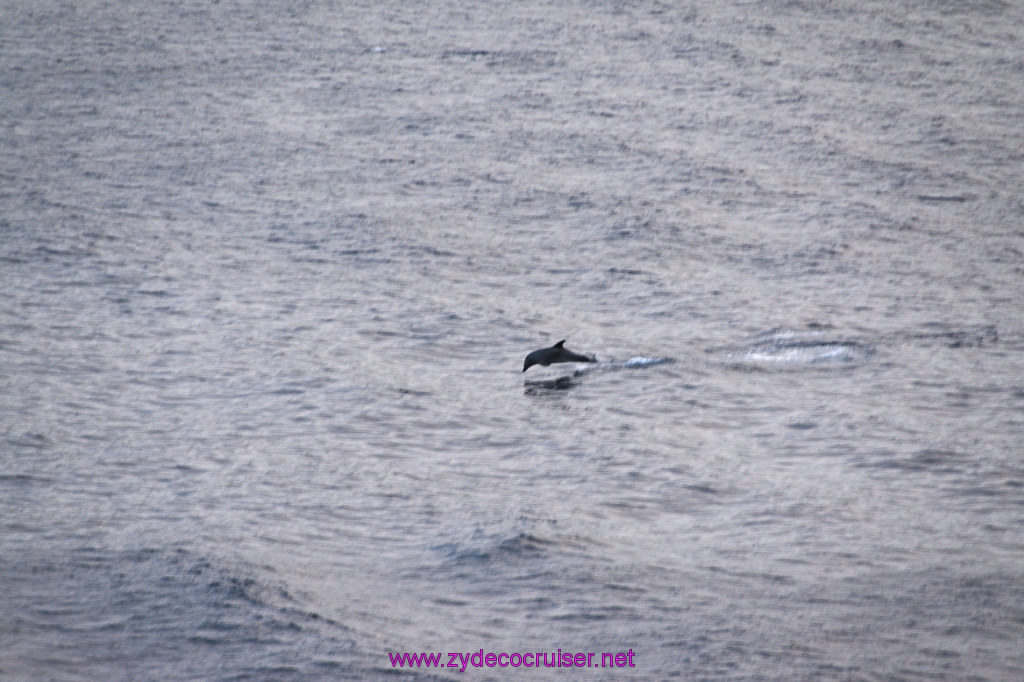 351: Carnival Inspiration, Catalina Island, Wild Dolphins Playing as we sailed away, 