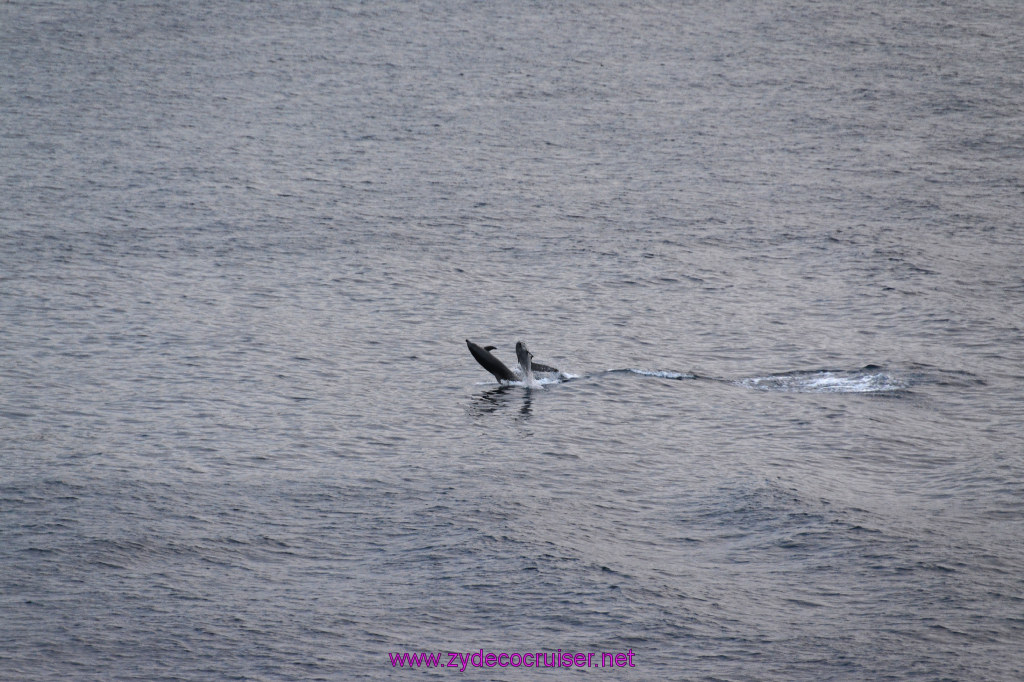 356: Carnival Inspiration, Catalina Island, Wild Dolphins Playing as we sailed away, 