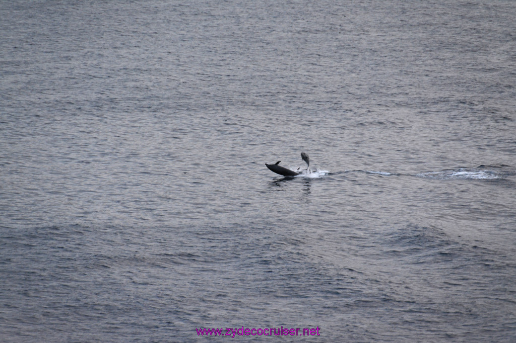 357: Carnival Inspiration, Catalina Island, Wild Dolphins Playing as we sailed away, 