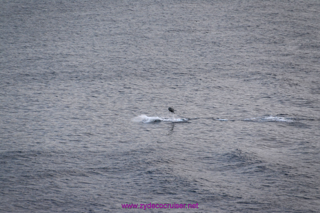 358: Carnival Inspiration, Catalina Island, Wild Dolphins Playing as we sailed away, 