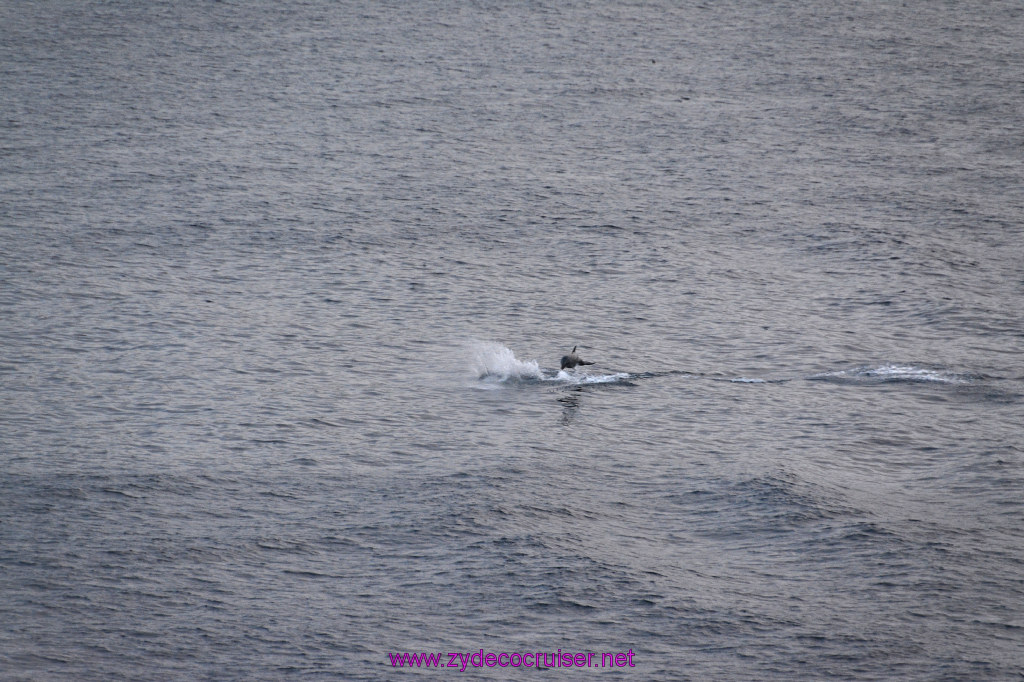 359: Carnival Inspiration, Catalina Island, Wild Dolphins Playing as we sailed away, 