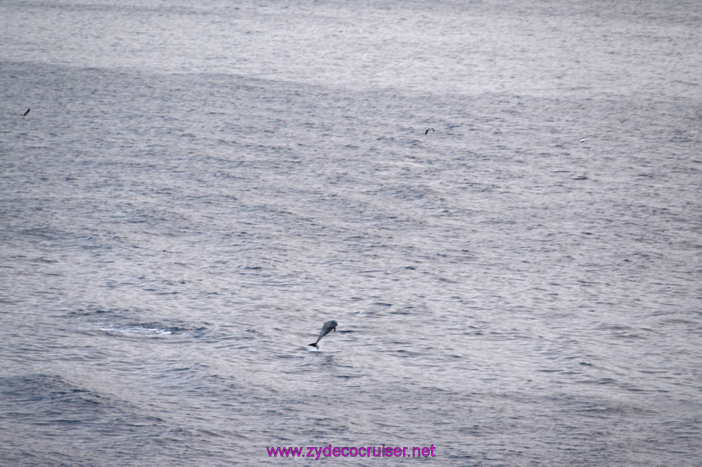 360: Carnival Inspiration, Catalina Island, Wild Dolphins Playing as we sailed away, 