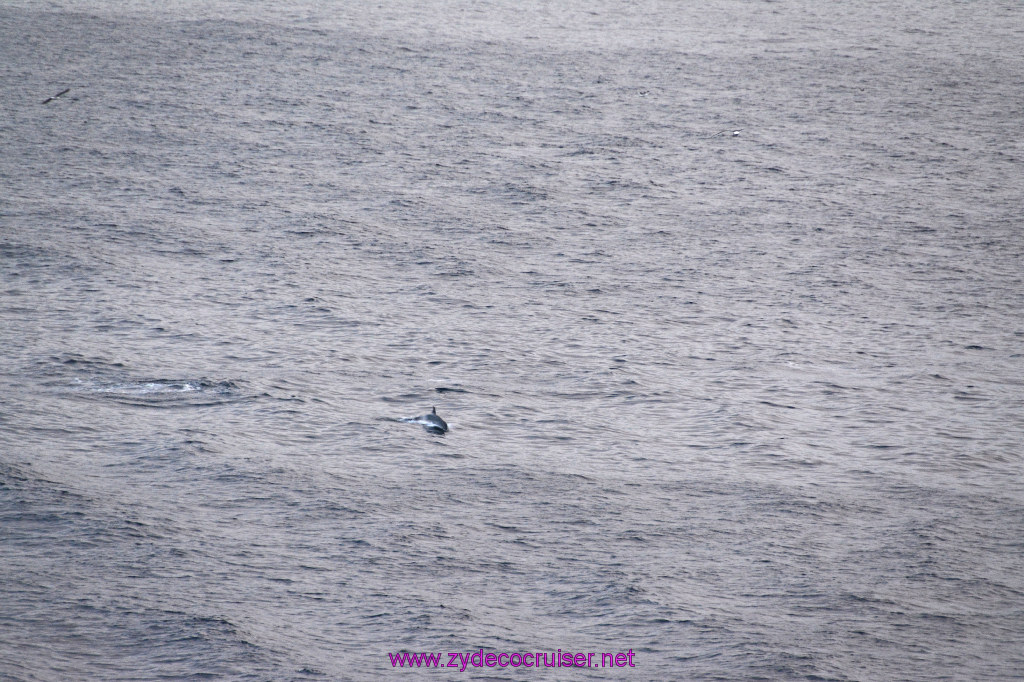 362: Carnival Inspiration, Catalina Island, Wild Dolphins Playing as we sailed away, 