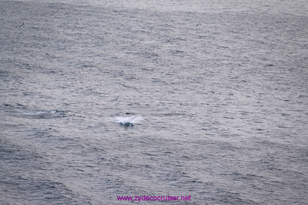 363: Carnival Inspiration, Catalina Island, Wild Dolphins Playing as we sailed away, 