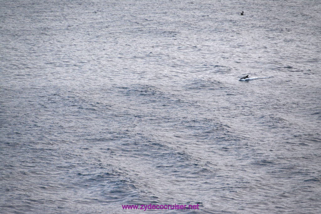 365: Carnival Inspiration, Catalina Island, Wild Dolphins Playing as we sailed away, 