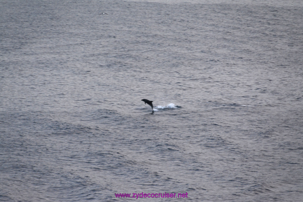 366: Carnival Inspiration, Catalina Island, Wild Dolphins Playing as we sailed away, 