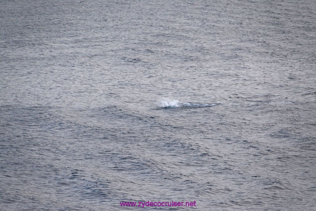 370: Carnival Inspiration, Catalina Island, Wild Dolphins Playing as we sailed away, 