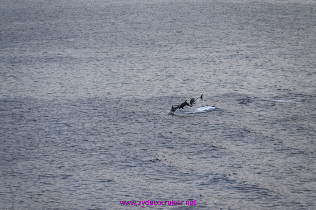 376: Carnival Inspiration, Catalina Island, Wild Dolphins Playing as we sailed away, 