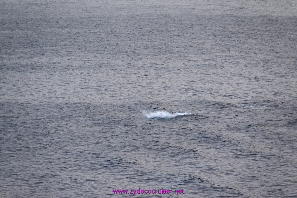 378: Carnival Inspiration, Catalina Island, Wild Dolphins Playing as we sailed away, 