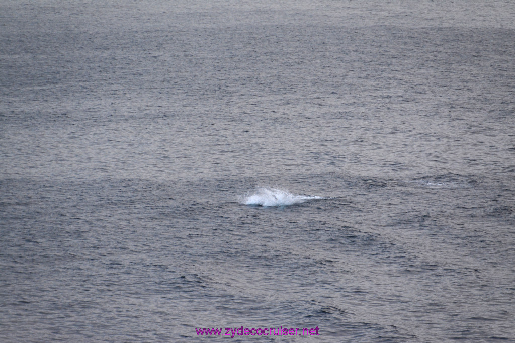 379: Carnival Inspiration, Catalina Island, Wild Dolphins Playing as we sailed away, 