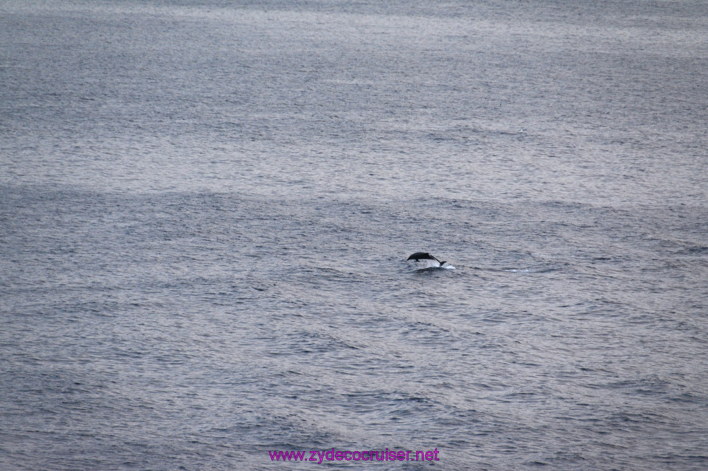 382: Carnival Inspiration, Catalina Island, Wild Dolphins Playing as we sailed away, 