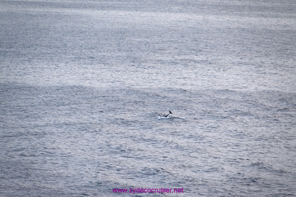 384: Carnival Inspiration, Catalina Island, Wild Dolphins Playing as we sailed away, 